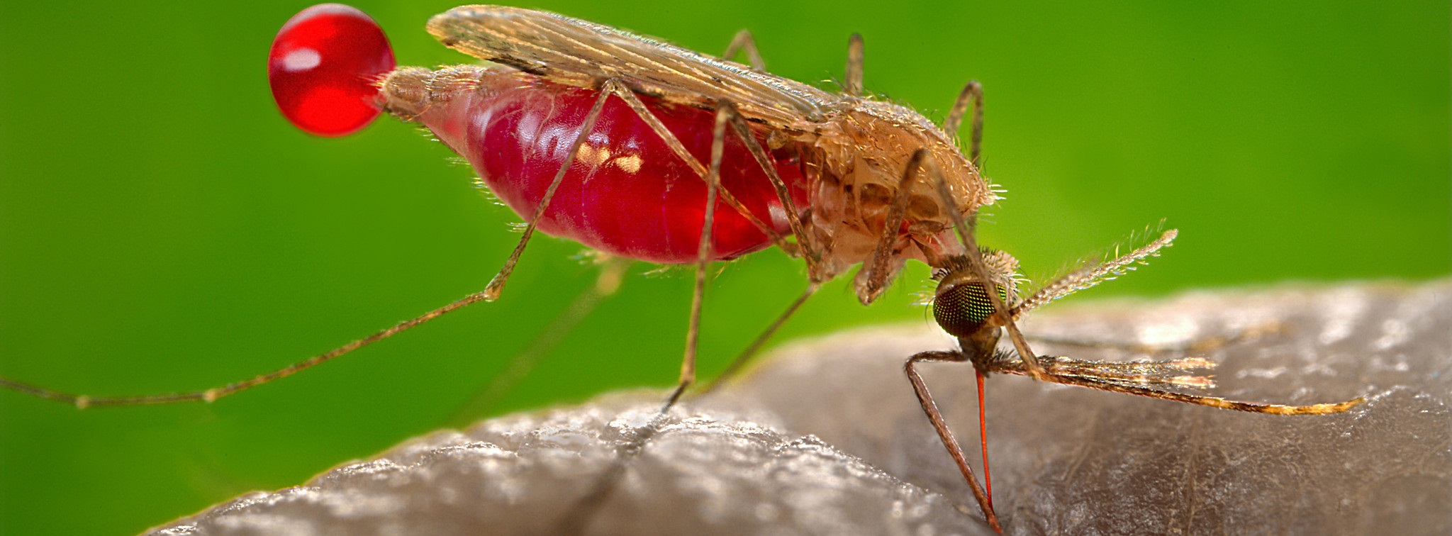 Malaria